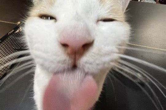 Indodax: Bitcoin merupakan aset yang lebih tahan gelojak politik